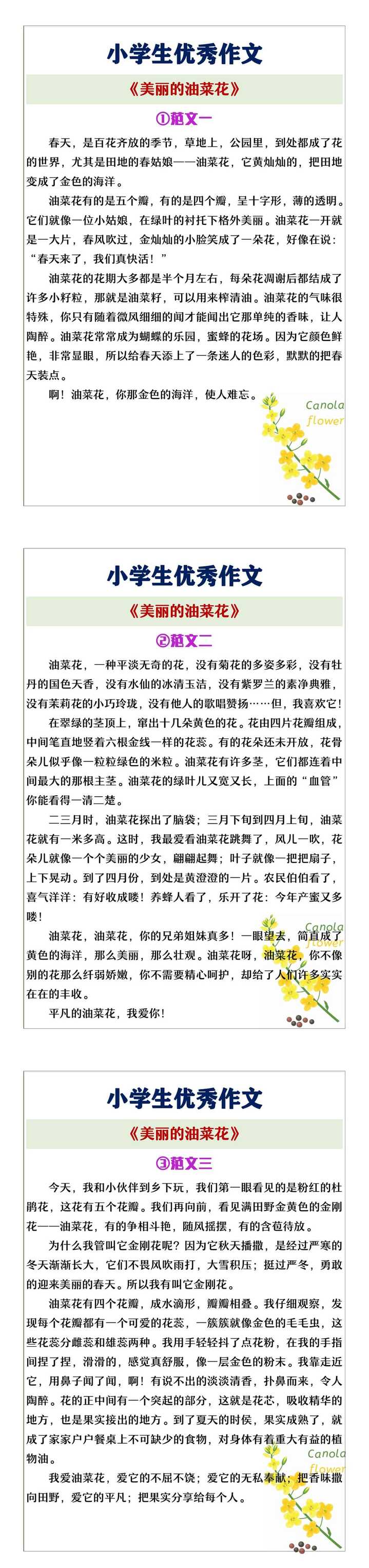 小学生优秀作文《美丽的油菜花》