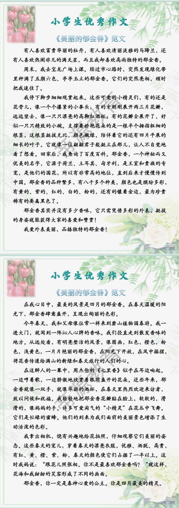 小学生优秀作文 《美丽的郁金香》范文