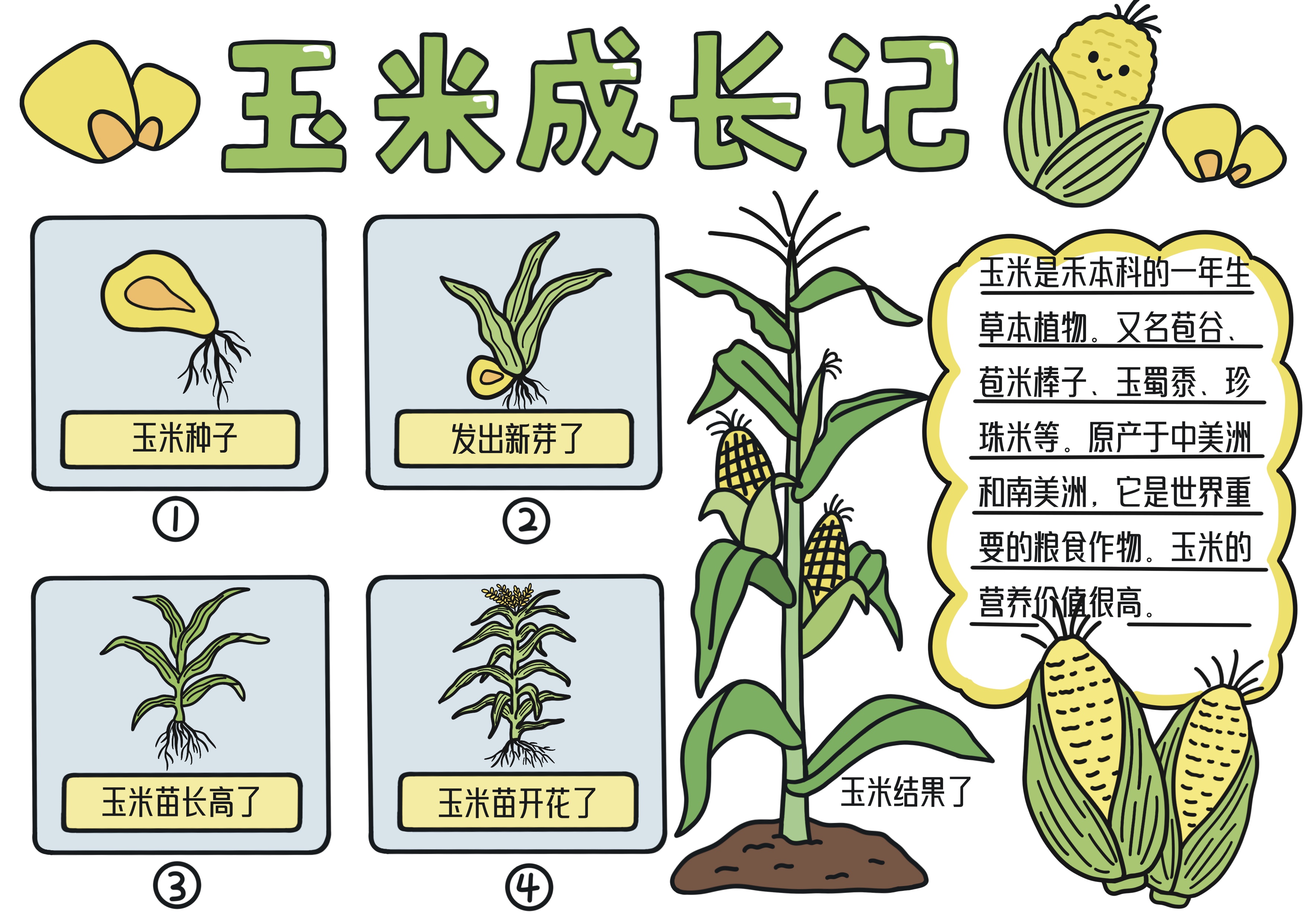 玉米成长记主题手抄报