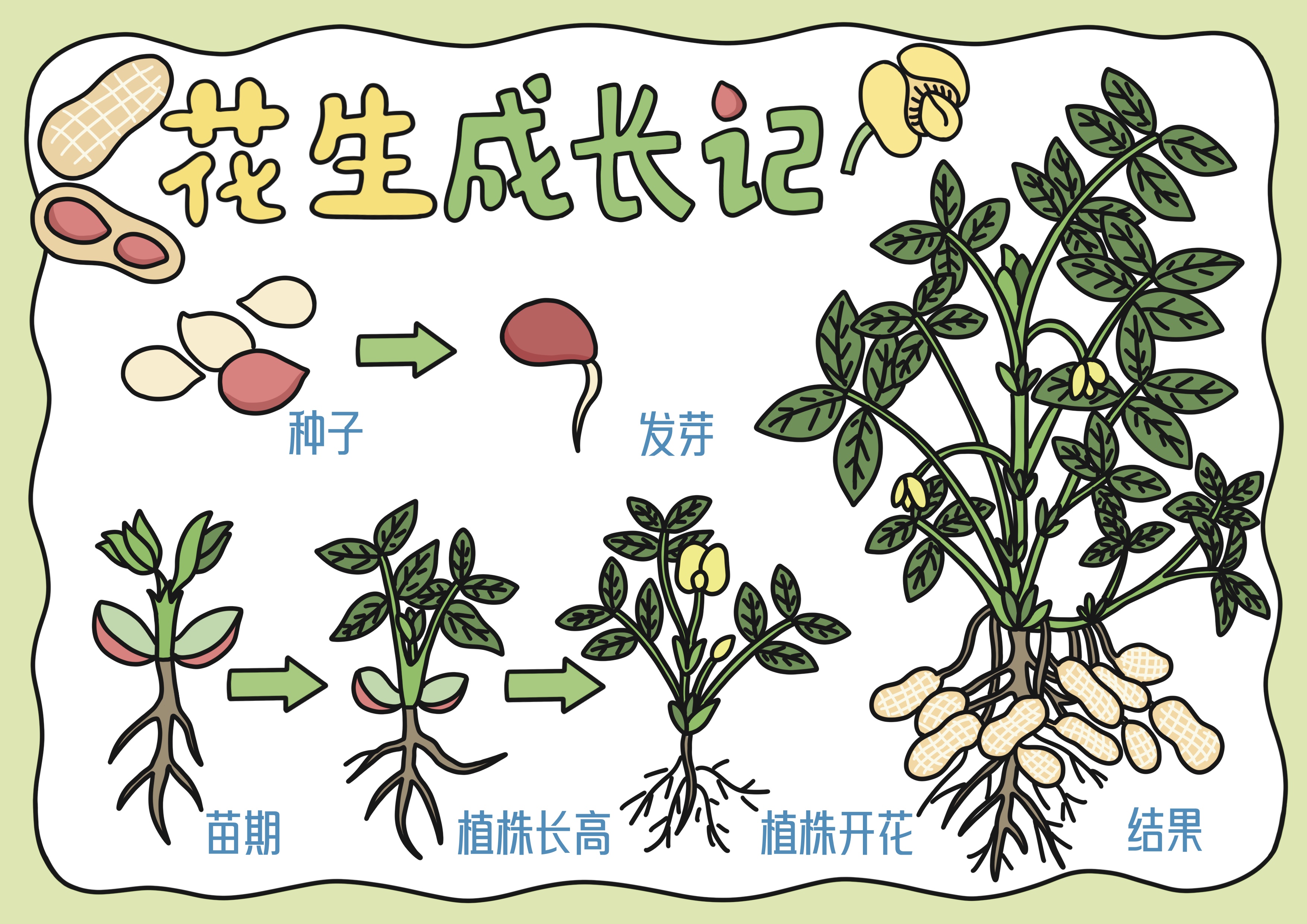 花生成长季主题手抄报