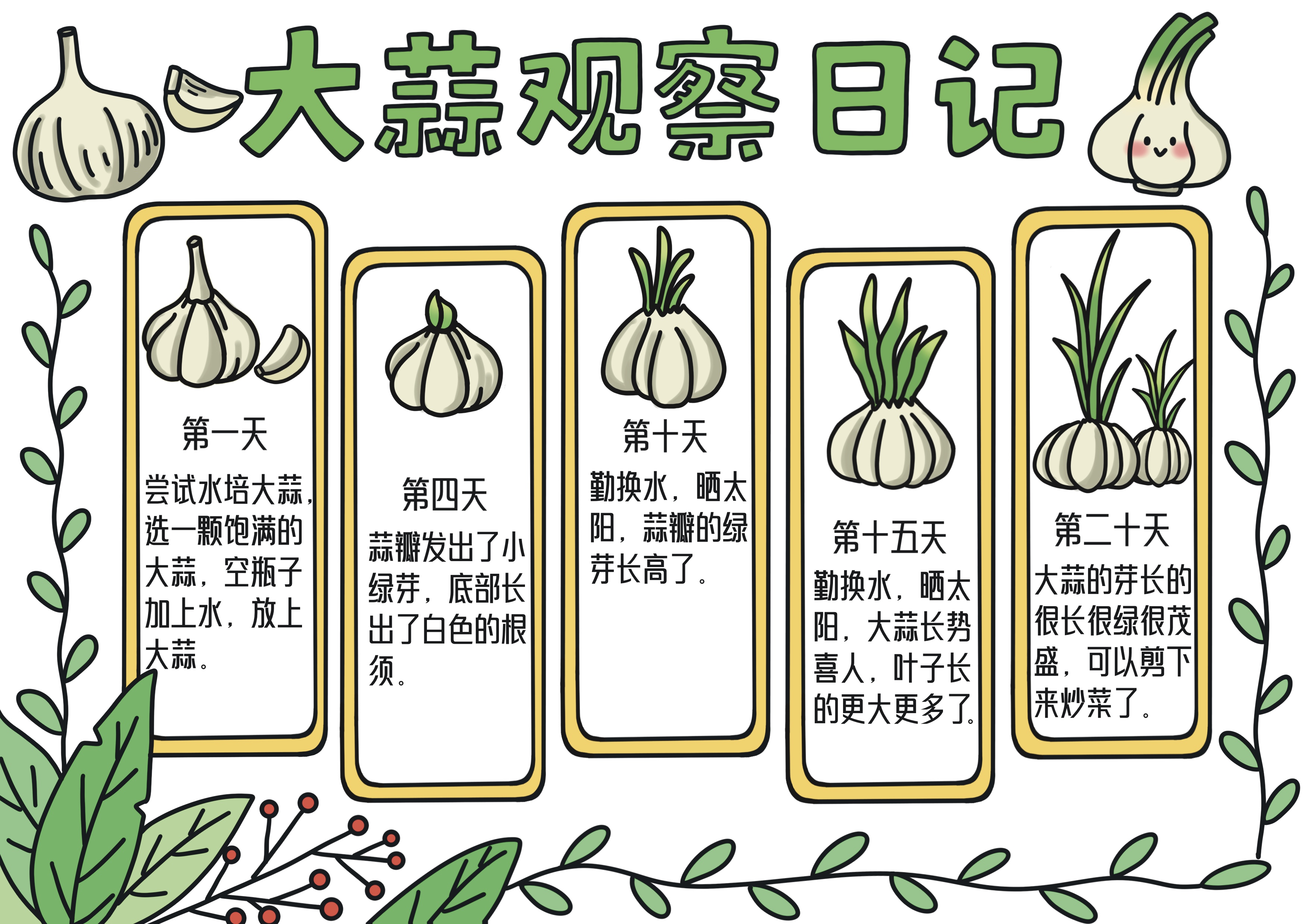 大蒜观察日记主题手抄报