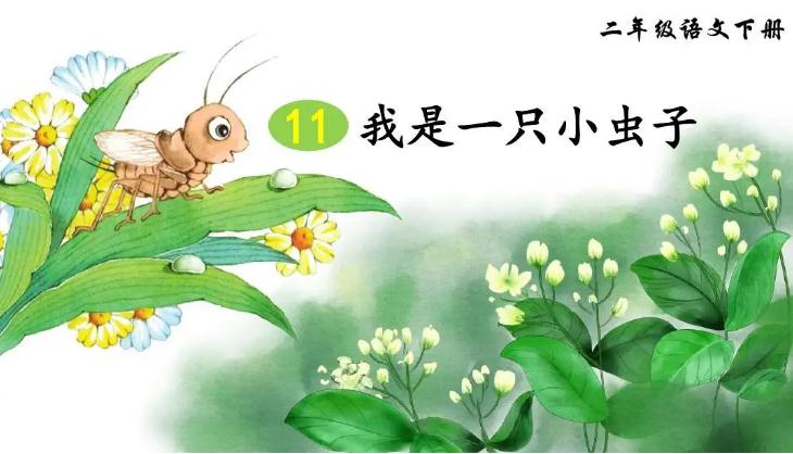 我是一只小虫子