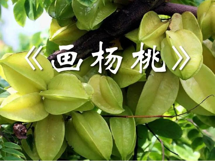 画杨桃